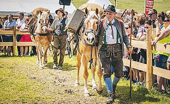 haflinger2spbezirk.jpg