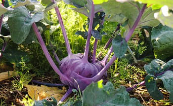 kohlrabi.jpg