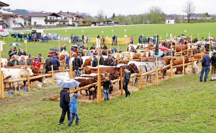 Grosse-Tierschau-in-Kirchberg