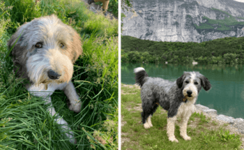 Bearded-Collie-Ylvie-Toni-wird-vermisst