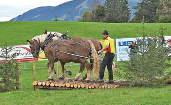 Holzruecke-Cup-ist-entschieden