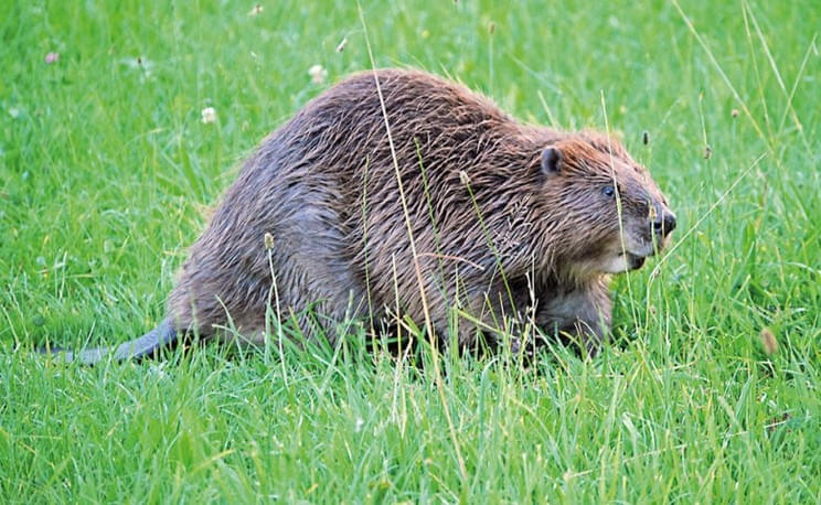 Bauordnung-gilt-auch-fuer-Biber