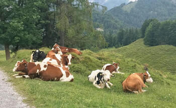 Eine-Alm-ist-kein-Streichelzoo