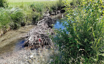 Den-Kirchdorfer-Bibern-hat-man-das-Wasser-abgesenkt