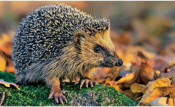 Verwaiste-Igel-retten-aber-richtig