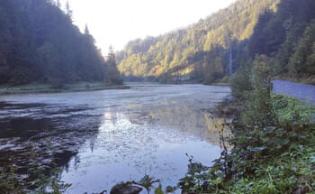 Die-Wiesensee-Rettung-geht-weiter