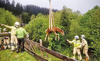 tierrettungjochberg2spaktu.jpg