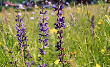 wiesensalbei.jpg